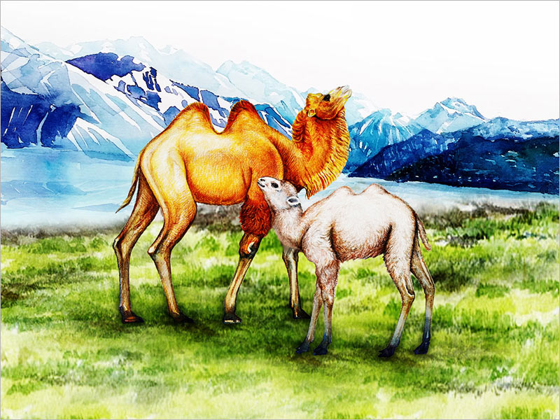 原创水彩手绘插画设计：雪山草原骆驼