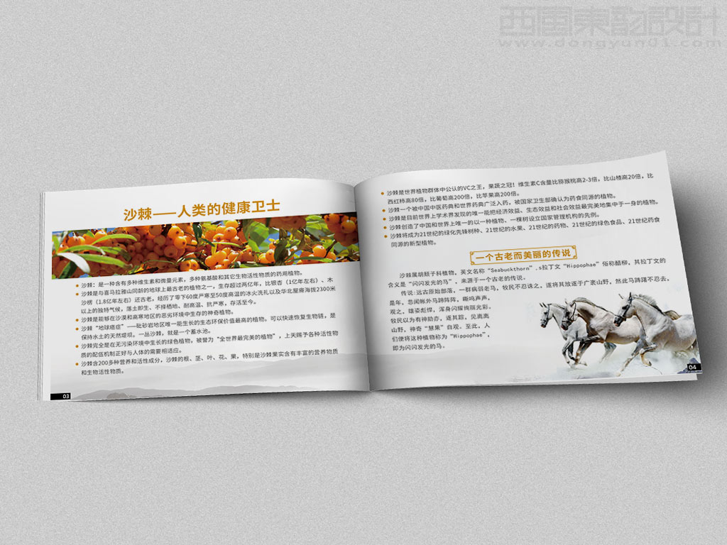 宁波市雷瑞商贸公司棘行天下产品手册设计之沙棘人类的健康卫士内页设计