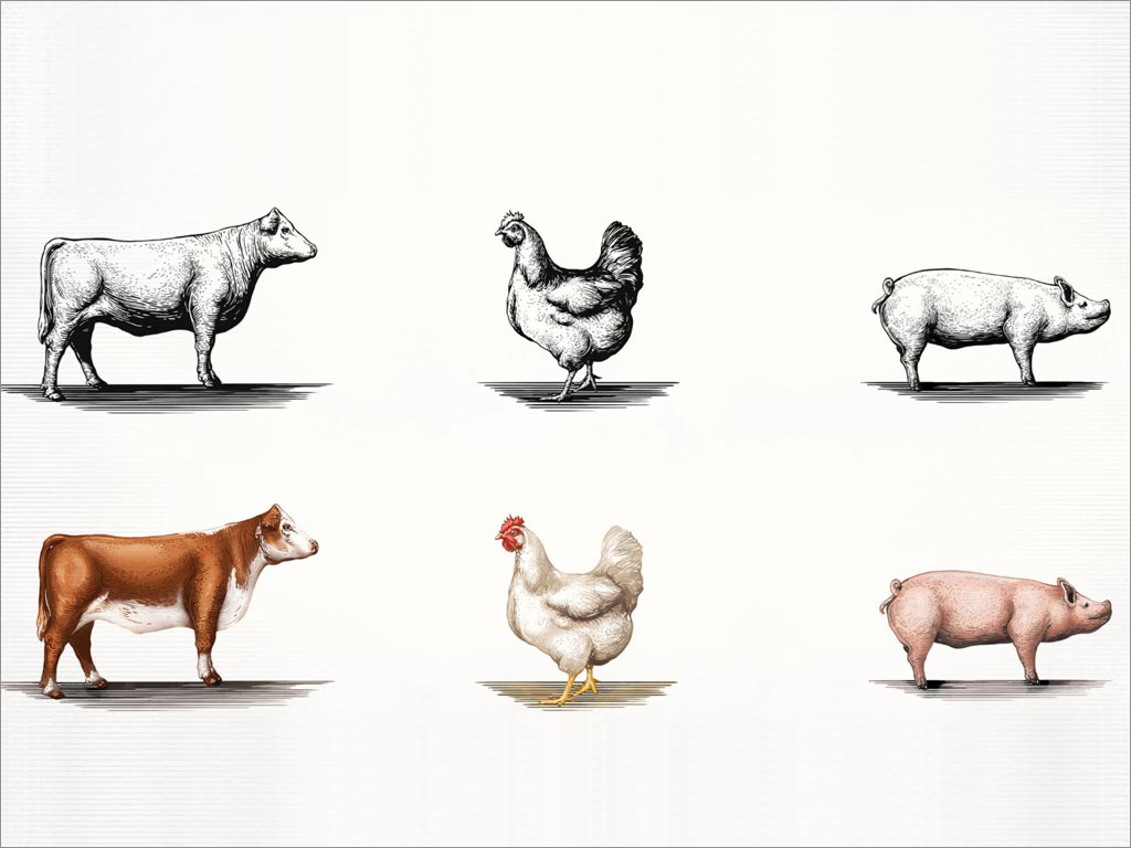 美国Duke烟熏香肠包装设计之核心元素动物插画设计