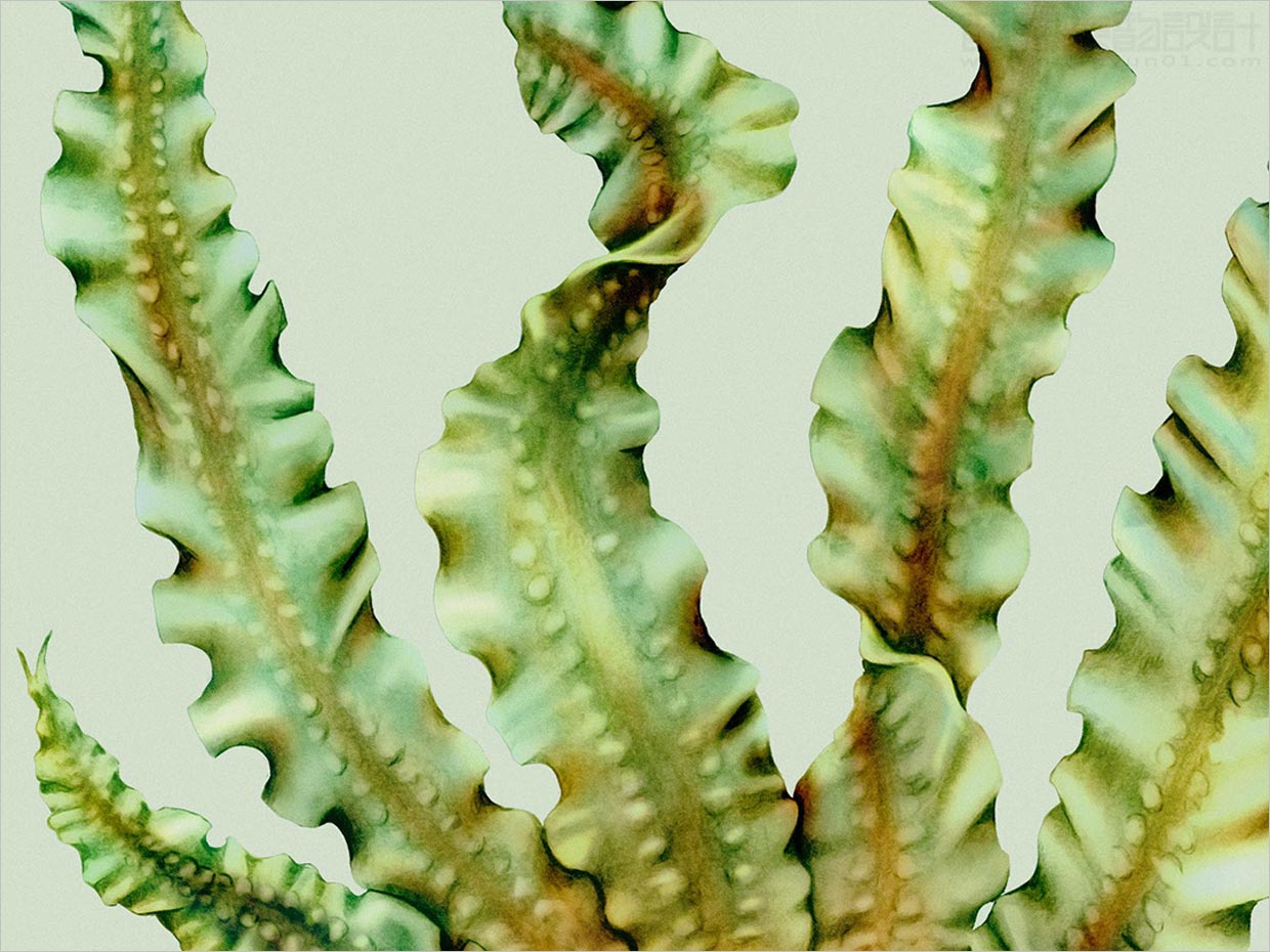 挪威Sjy海藻片素食海鲜休闲食品包装设计之插图设计