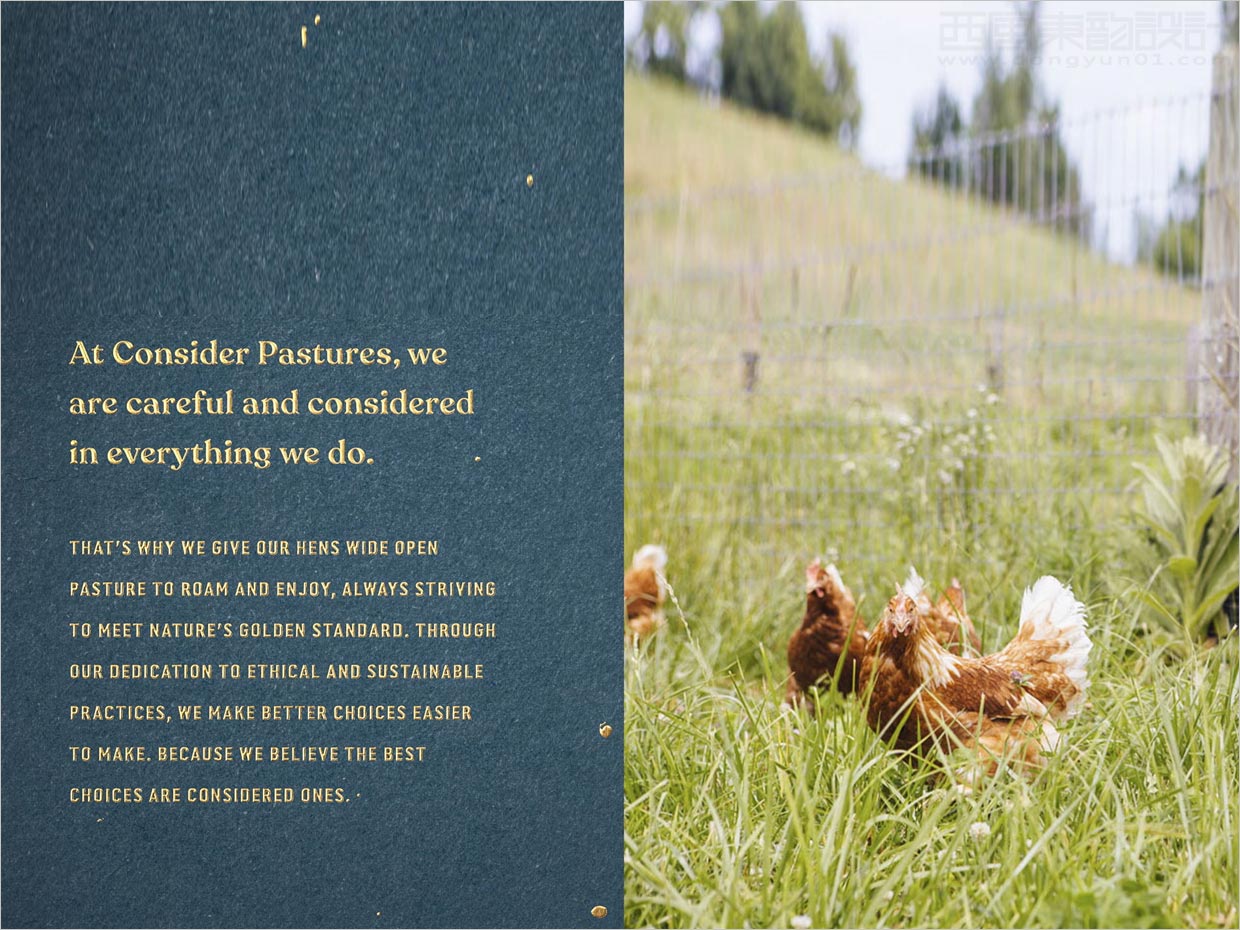 美国Consert Pastures鸡蛋品牌产品手册设计