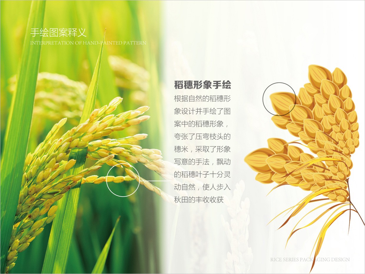 绿牧岭大米农产品包装设计之水稻手绘插图