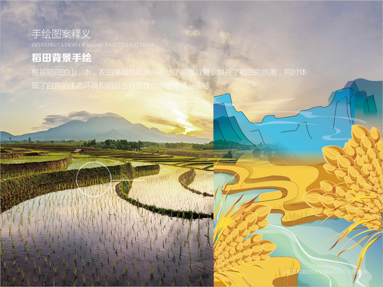 绿牧岭大米农产品包装设计之稻田手绘插图